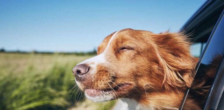 El seguro obligatorio para perros se retrasa por estar el Gobierno en funciones